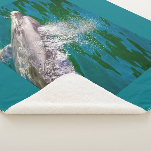Dolphin In Milford Sound，ニュージーランド シェルパブランケット (3/4)