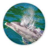 Dolphin In Milford Sound，ニュージーランド セラミックノブ (正面)