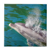 Dolphin In Milford Sound，ニュージーランド タイル (正面)