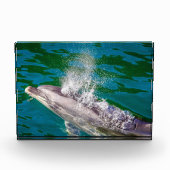 Dolphin In Milford Sound,ニュージーランド フォトブロック (正面)