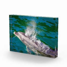 Dolphin In Milford Sound，ニュージーランド フォトブロック