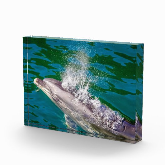 Dolphin In Milford Sound,ニュージーランド フォトブロック (右)