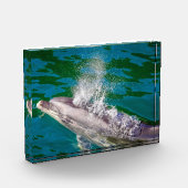 Dolphin In Milford Sound,ニュージーランド フォトブロック (左)