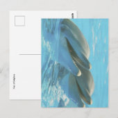 Dolphins Cozumel, Mexico Postcard ポストカード (正面/裏面)