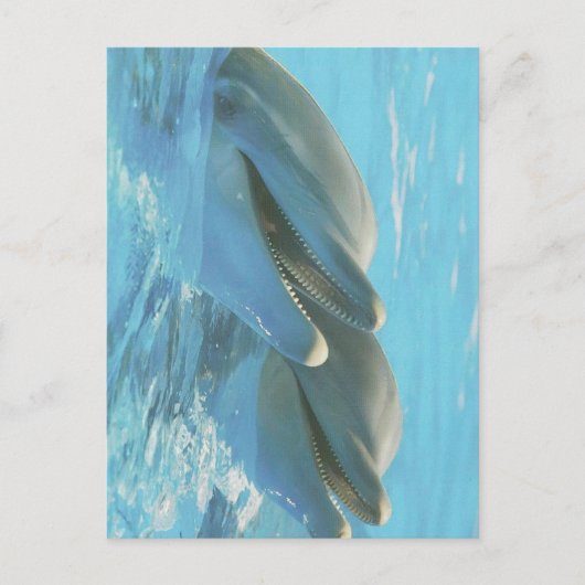 Dolphins Cozumel, Mexico Postcard ポストカード (正面)