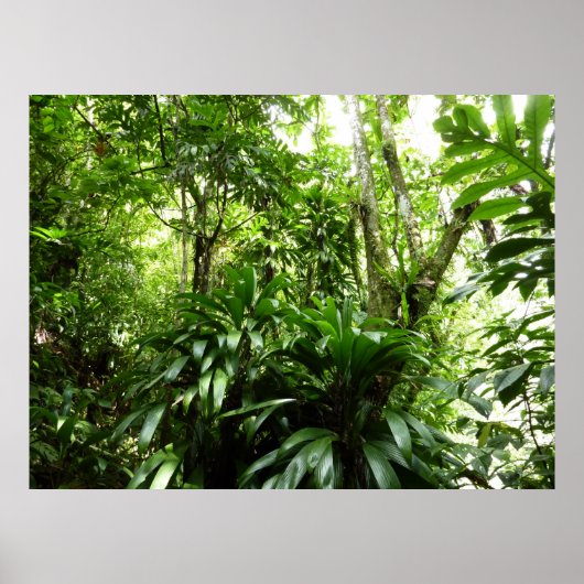 Dominican Rain Forest I Tropical Green Nature ポスター (正面)