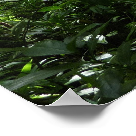 Dominican Rain Forest II Tropical Green ポスター (角)