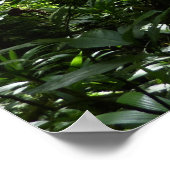 Dominican Rain Forest II Tropical Green ポスター (角)