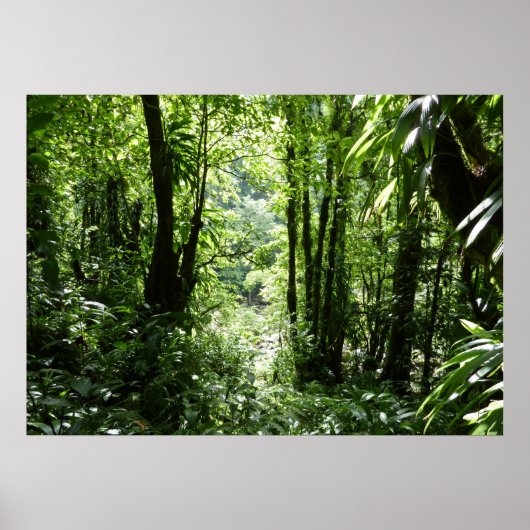 Dominican Rain Forest II Tropical Green ポスター (正面)