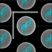Donkの綿織物の脂肪四分の一のティール(緑がかった色)の低下 ファブリック (タイル)