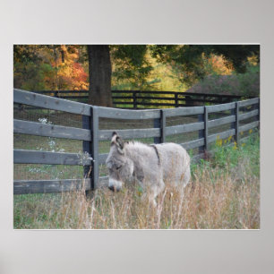 Donkey in an Autumn Field Postcard ポスター