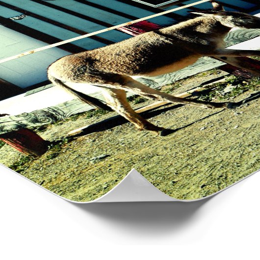 Donkey Town Oatman Arizona ポスター (角)