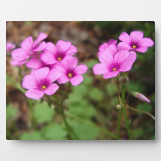 Doorstepフォトプラークに フォトプラーク (正面)