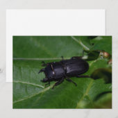 Dorcus paralllipipedus 、レッサークワッド (正面/裏面)