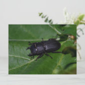 Dorcus paralllipipedus 、レッサークワッド (スタンド正面)