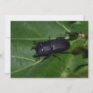 Dorcus paralllipipedus 、レッサークワッド