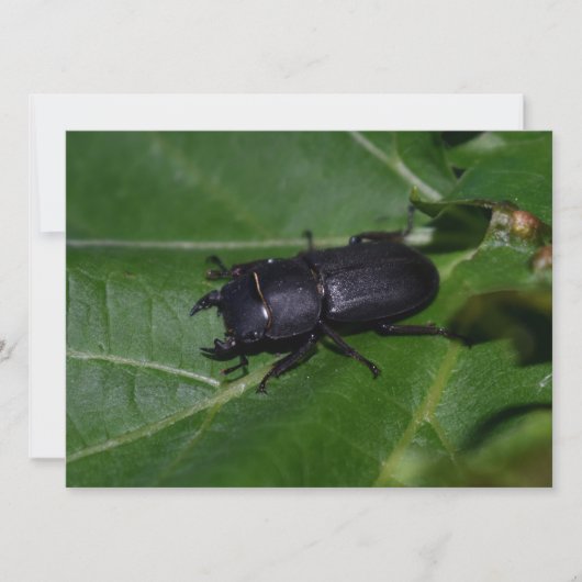 Dorcus paralllipipedus 、レッサークワッド (正面)