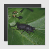 Dorcus paralllipipedus 、レッサークワッド (正面/裏面)