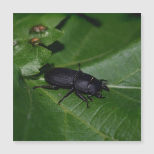 Dorcus paralllipipedus 、レッサークワッド