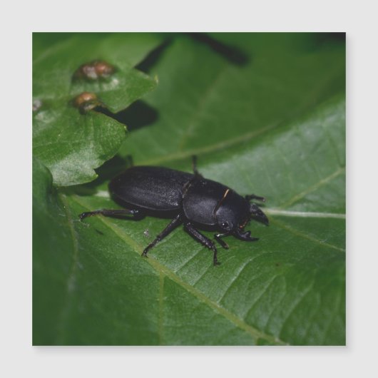 Dorcus paralllipipedus 、レッサークワッド (正面)
