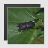 Dorcus paralllipipedus 、レッサークワッド (正面/裏面)