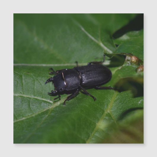 Dorcus paralllipipedus 、レッサークワッド (正面)