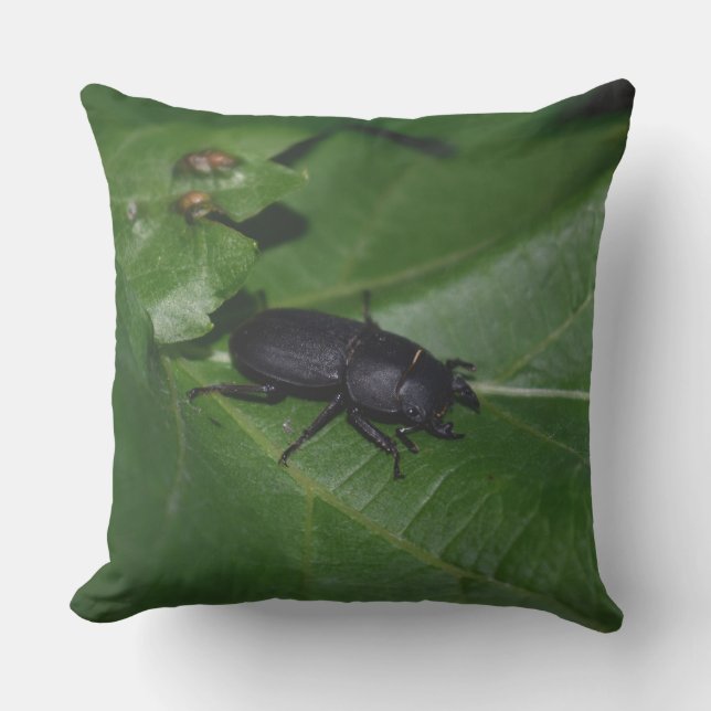 Dorcus paralllipipedus 、レッサークワッド アウトドアクッション (正面)