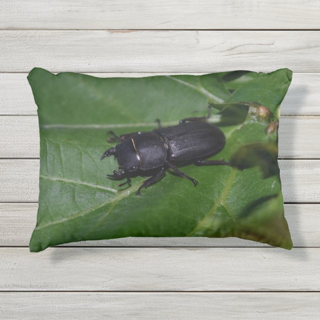 Dorcus paralllipipedus 、レッサークワッド アウトドアクッション (正面)