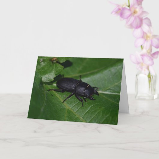 Dorcus paralllipipedus 、レッサークワッド カード (蘭)