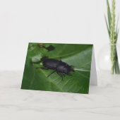 Dorcus paralllipipedus 、レッサークワッド カード (正面)