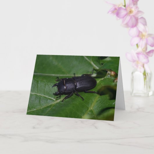 Dorcus paralllipipedus 、レッサークワッド カード (蘭)