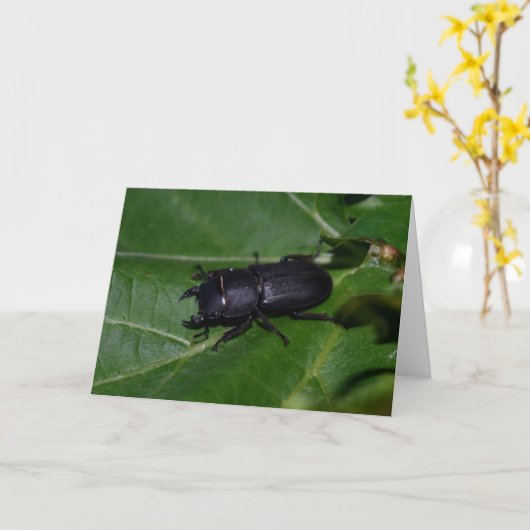 Dorcus paralllipipedus 、レッサークワッド カード (黄色い花)