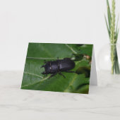 Dorcus paralllipipedus 、レッサークワッド カード (正面)