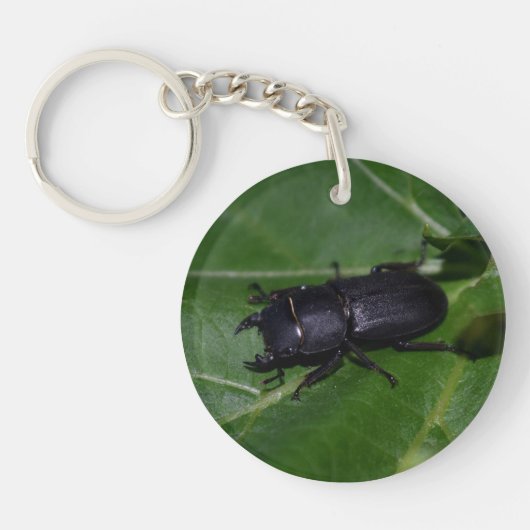 Dorcus paralllipipedus 、レッサークワッド キーホルダー (正面)