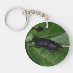 Dorcus paralllipipedus 、レッサークワッド キーホルダー