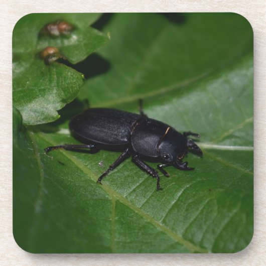 Dorcus paralllipipedus 、レッサークワッド コースター (正面)