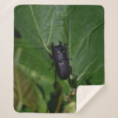 Dorcus paralllipipedus 、レッサークワッド シェルパブランケット (正面)