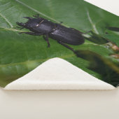 Dorcus paralllipipedus 、レッサークワッド シェルパブランケット (3/4)