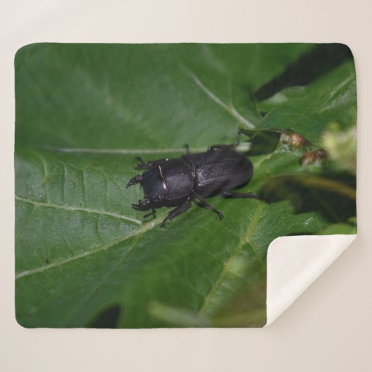 Dorcus paralllipipedus 、レッサークワッド シェルパブランケット (正面(横))