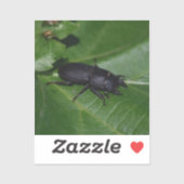 Dorcus paralllipipedus 、レッサークワッド シール (シート)