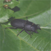 Dorcus paralllipipedus 、レッサークワッド シール (正面)
