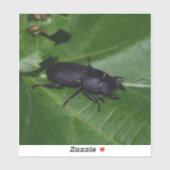 Dorcus paralllipipedus 、レッサークワッド シール (シート)