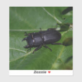 Dorcus paralllipipedus 、レッサークワッド シール (シート)