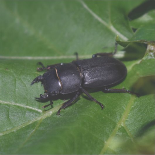 Dorcus paralllipipedus 、レッサークワッド シール (正面)