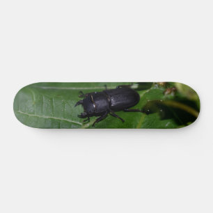 Dorcus paralllipipedus 、レッサークワッド スケートボード