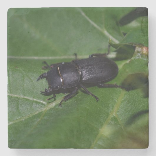 Dorcus paralllipipedus 、レッサークワッド ストーンコースター (正面)