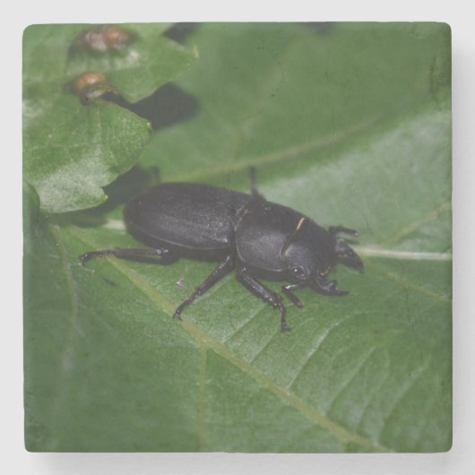 Dorcus paralllipipedus 、レッサークワッド ストーンコースター (正面)