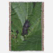 Dorcus paralllipipedus 、レッサークワッド スローブランケット (正面縦)