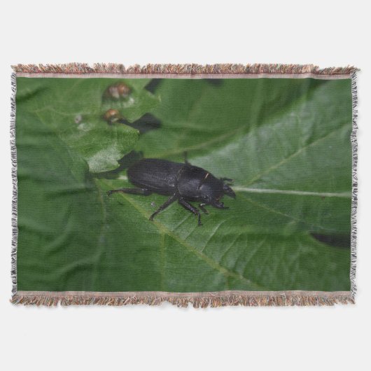 Dorcus paralllipipedus 、レッサークワッド スローブランケット (正面)