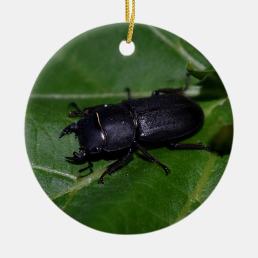 Dorcus paralllipipedus 、レッサークワッド セラミックオーナメント (正面)
